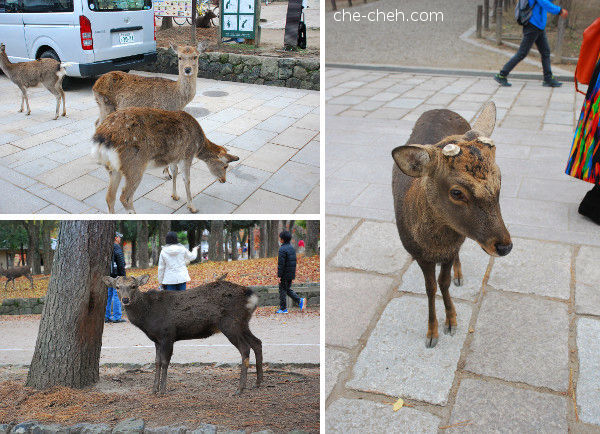 Deer Looking At You @ Nara Park, Nara